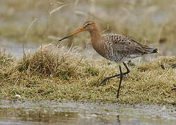 Black-tailed Godwit