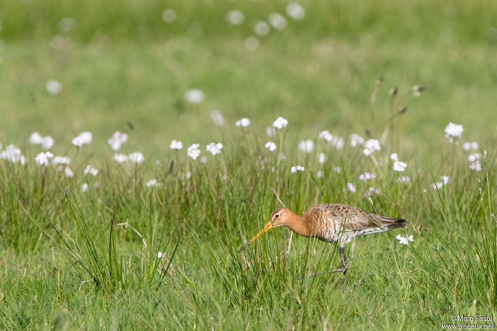 Barge à queue noire