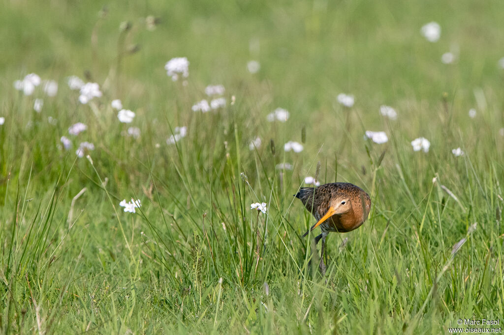 Barge à queue noire