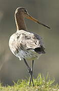 Black-tailed Godwit