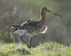 Black-tailed Godwit