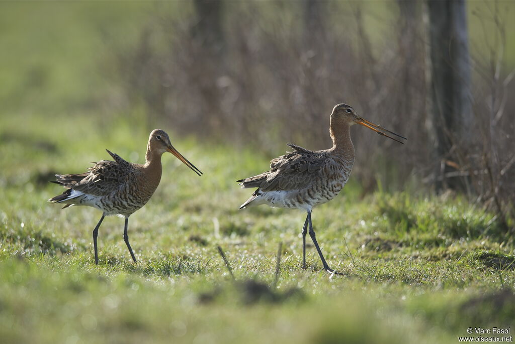 Black-tailed Godwit adult breeding, Behaviour