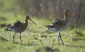 Black-tailed Godwit