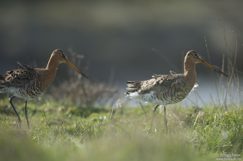 Black-tailed Godwit adult breeding