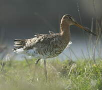 Black-tailed Godwit