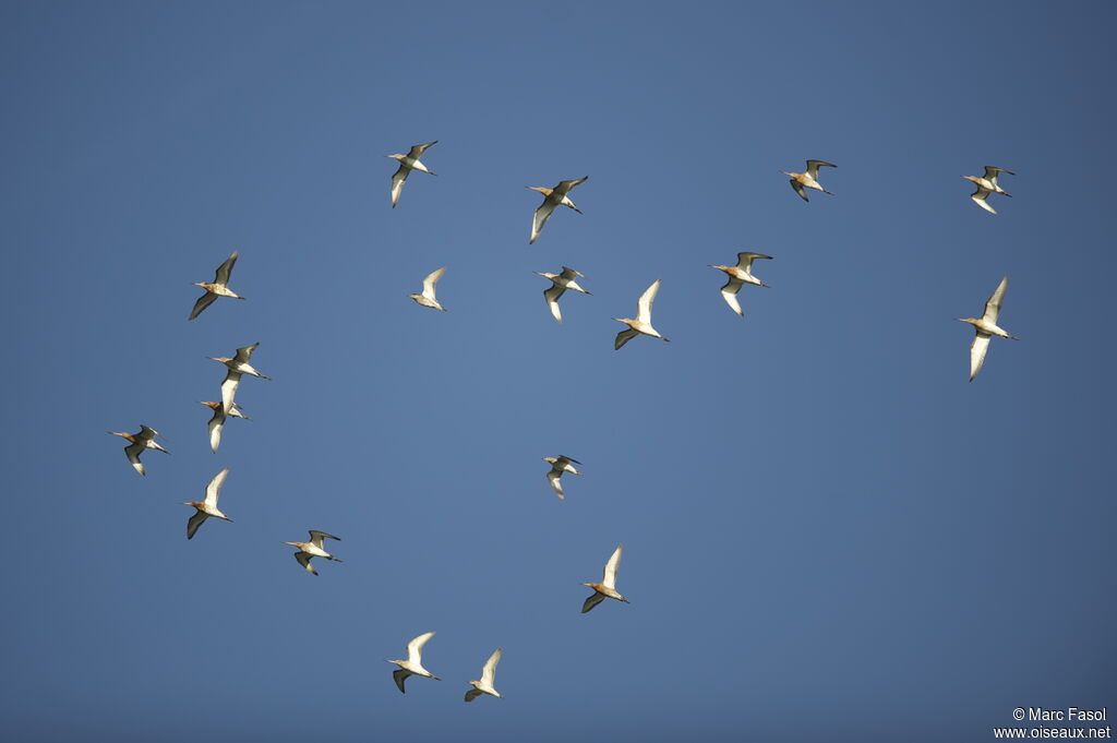 Black-tailed Godwitadult breeding, Flight