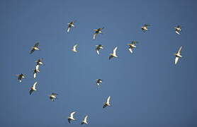 Black-tailed Godwit