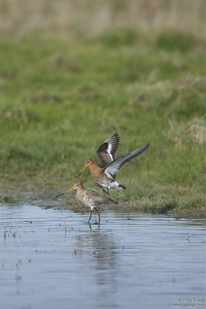 Black-tailed Godwit adult breeding, Behaviour