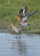 Black-tailed Godwit