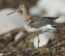 Black-tailed Godwit