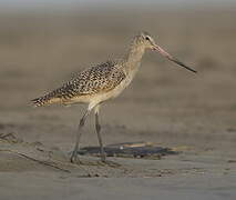 Marbled Godwit