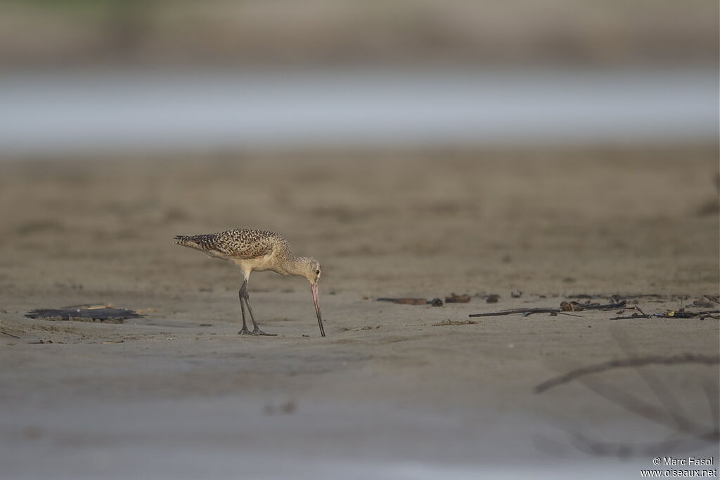 Marbled Godwitadult post breeding, identification, feeding habits