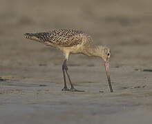 Marbled Godwit