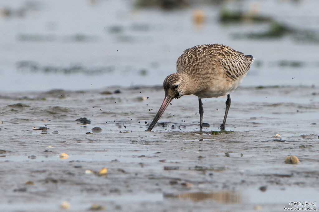 Bar-tailed Godwit, identification, feeding habits, eats