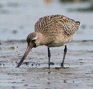 Bar-tailed Godwit