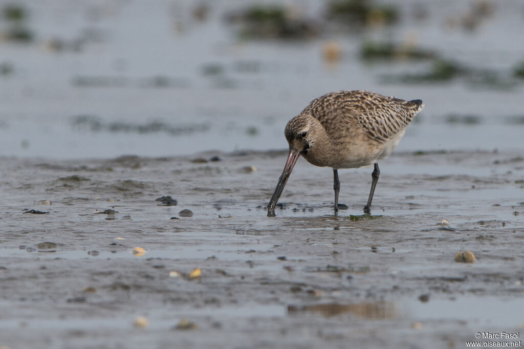 Bar-tailed Godwit, identification, eats