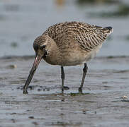 Bar-tailed Godwit