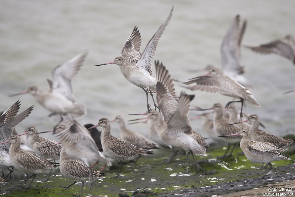 Bar-tailed Godwit