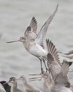 Bar-tailed Godwit