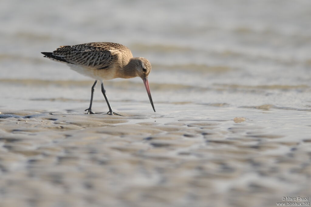 Bar-tailed Godwitjuvenile, identification, feeding habits, Behaviour