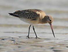 Bar-tailed Godwit