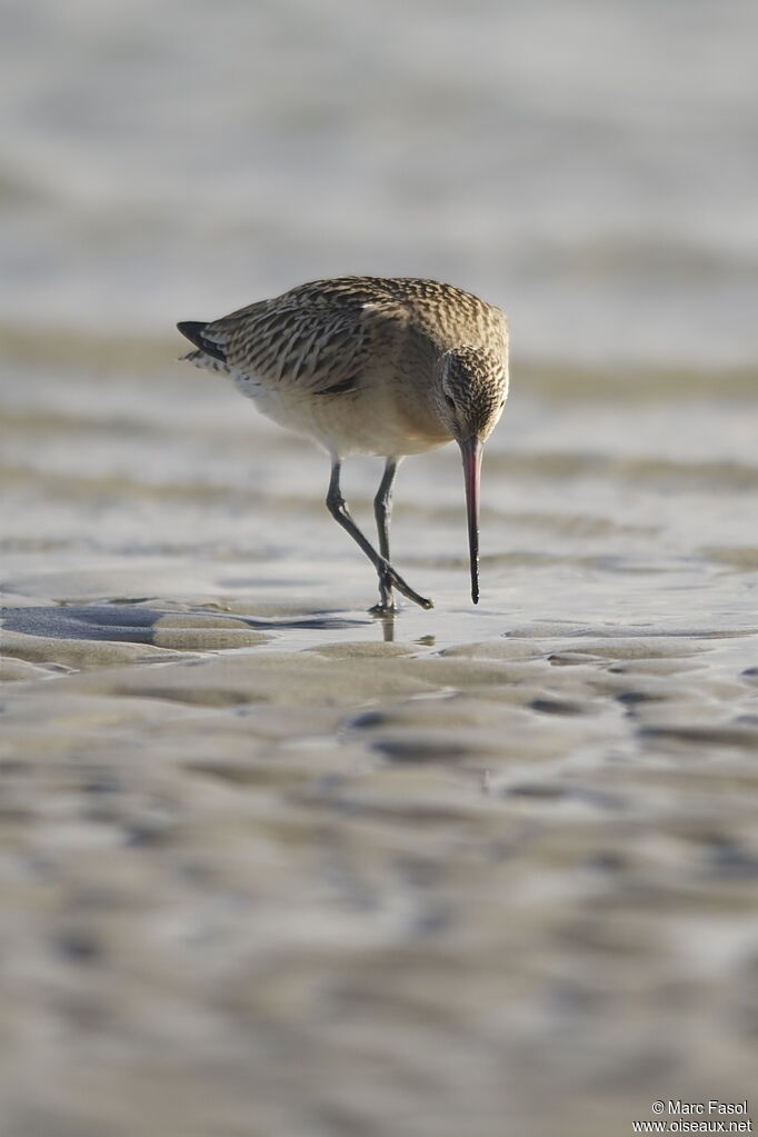 Bar-tailed Godwitadult post breeding, identification, feeding habits