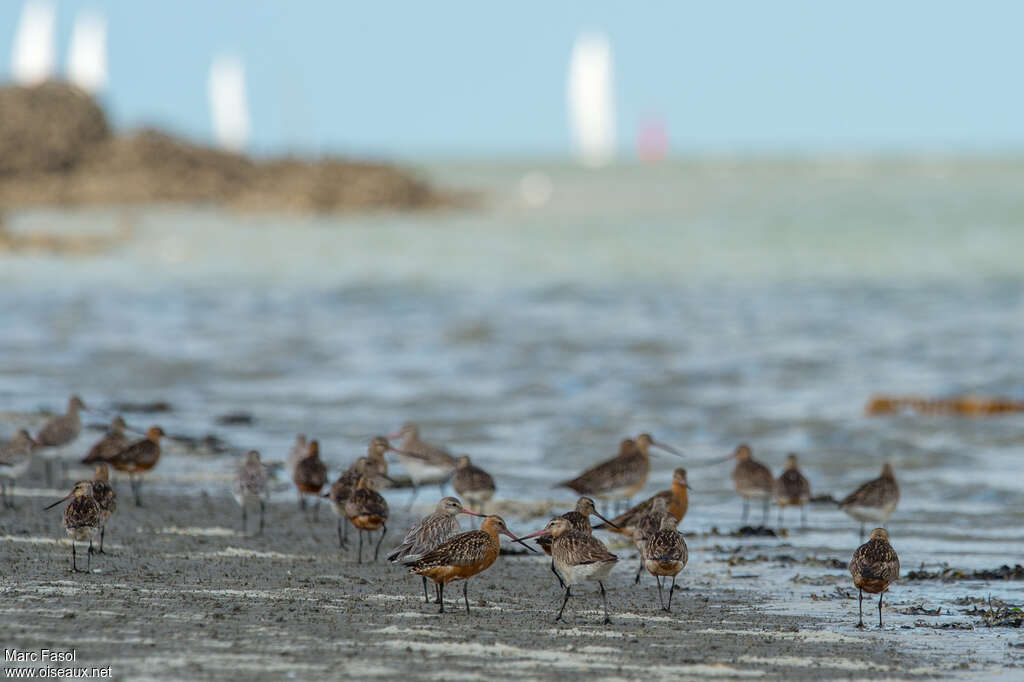 Bar-tailed Godwit, Behaviour