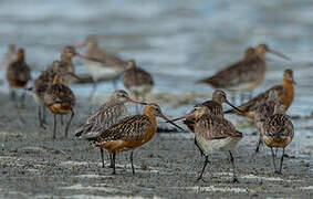 Bar-tailed Godwit