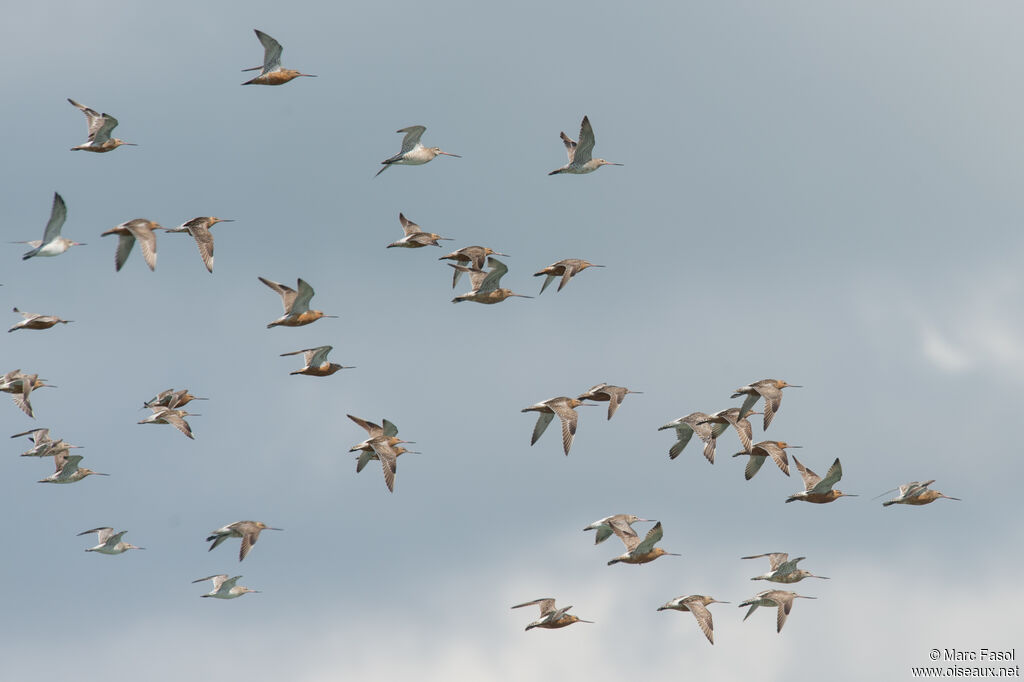 Bar-tailed Godwit, Flight