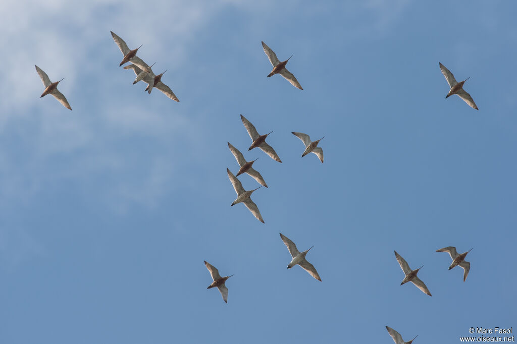 Bar-tailed Godwit, Flight