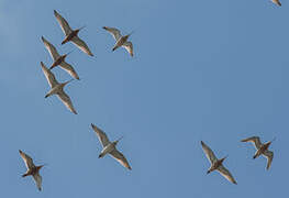 Bar-tailed Godwit