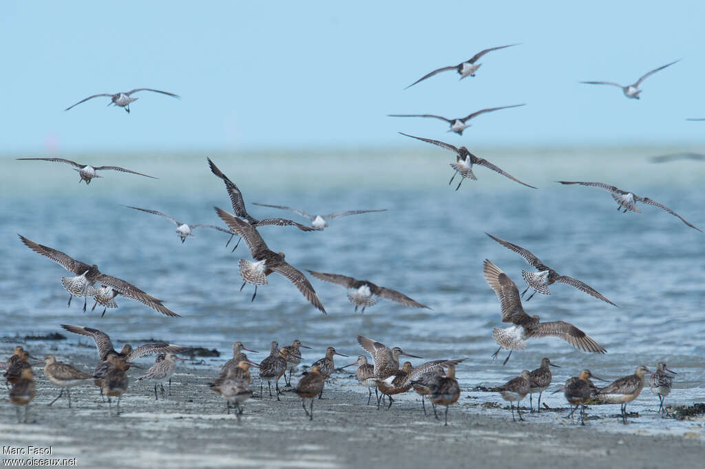 Bar-tailed Godwit, Flight