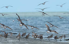 Bar-tailed Godwit