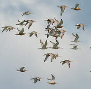 Bar-tailed Godwit