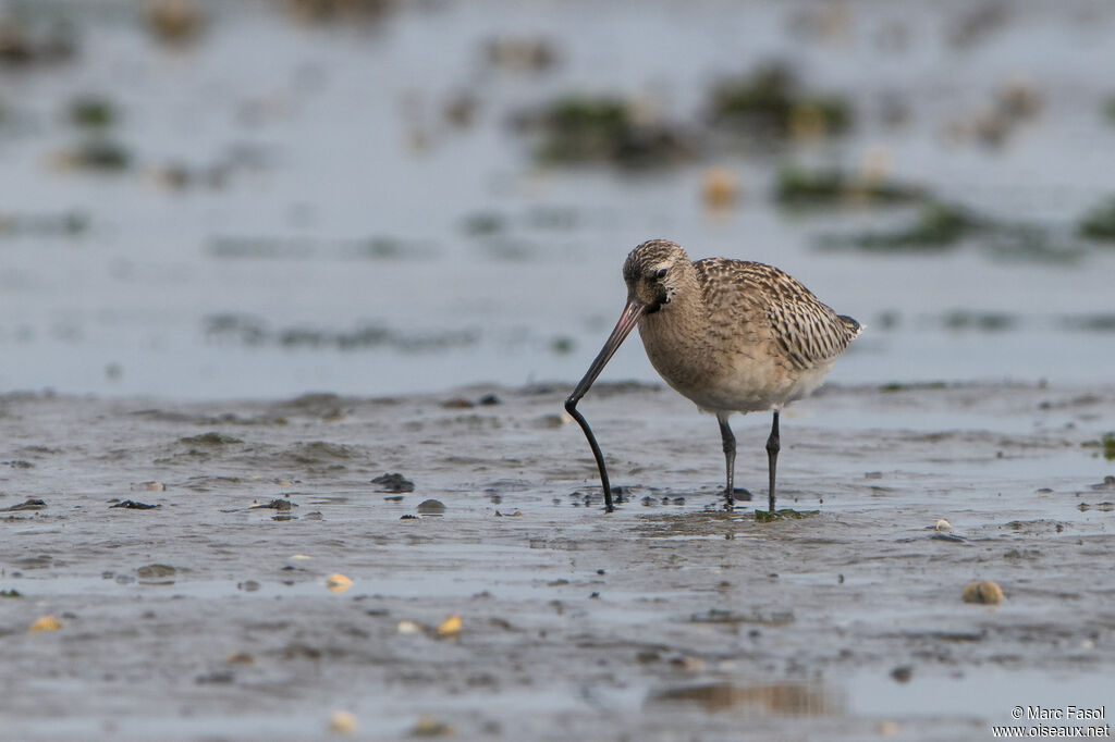 Bar-tailed Godwit, identification, feeding habits, eats