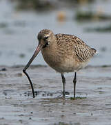 Bar-tailed Godwit