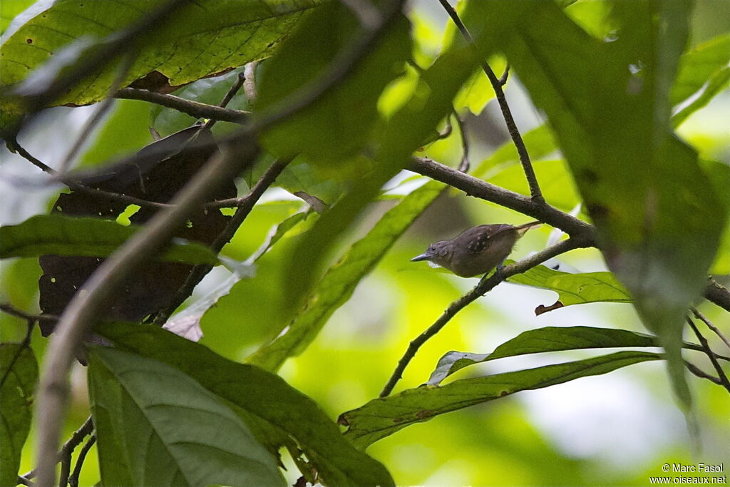 Black-crowned Antshrike female adult, identification