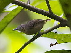 Black-crowned Antshrike