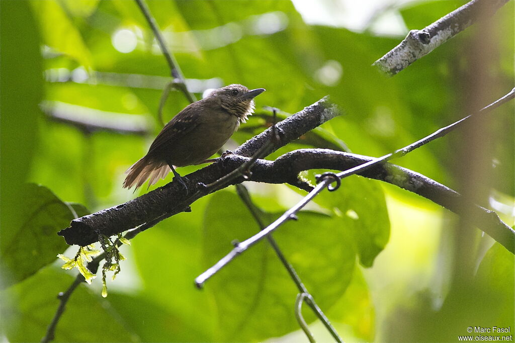 Black-crowned Antshrike female adult, identification