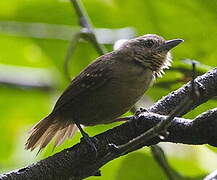 Black-crowned Antshrike