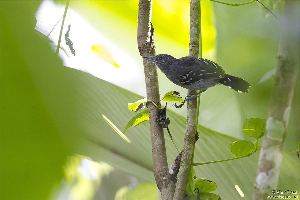 Batara à nuque noire mâle adulte, identification