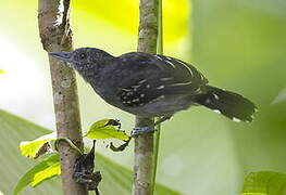 Black-crowned Antshrike