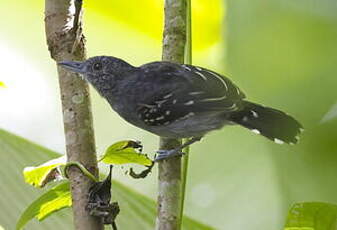 Batara à nuque noire