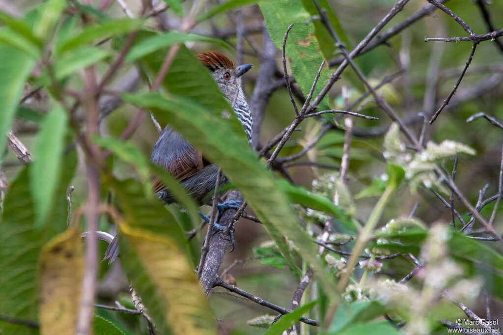 Rufous-capped Antshrike male adult