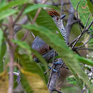 Batara à tête rousse