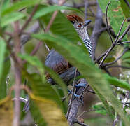 Rufous-capped Antshrike