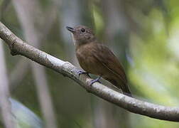 Dusky-throated Antshrike