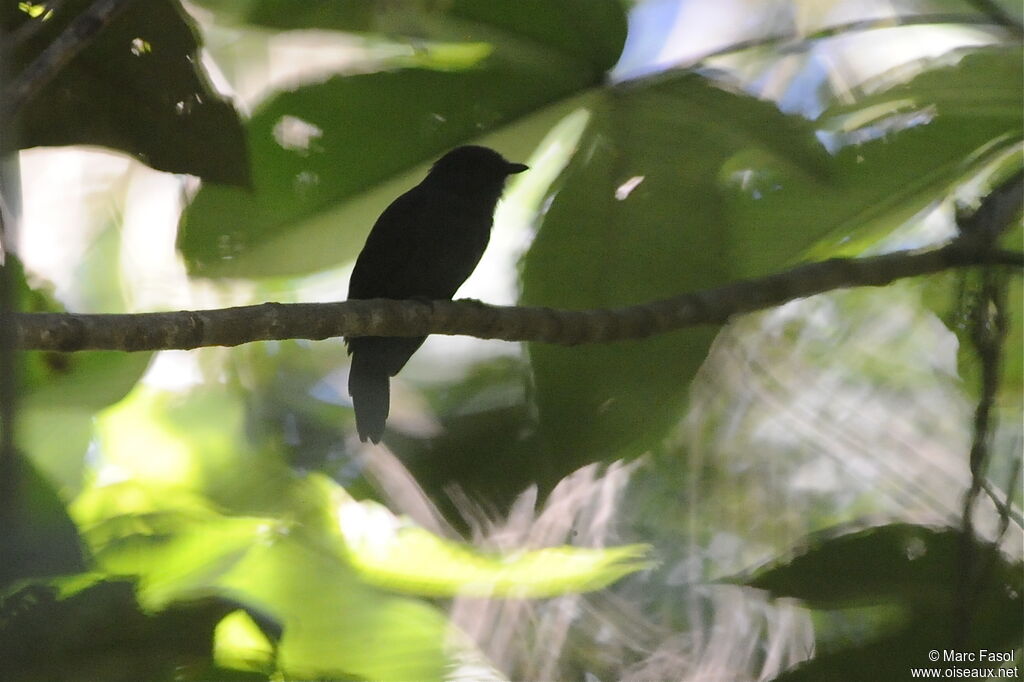 Bluish-slate Antshrikeadult