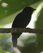 Bluish-slate Antshrike