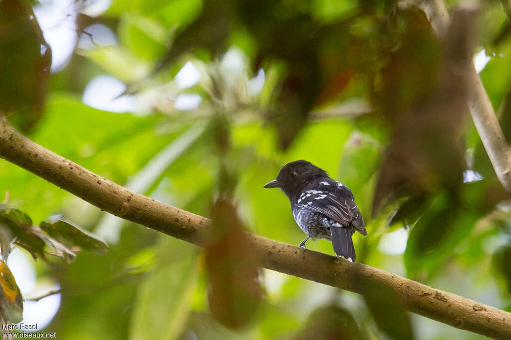 Batara bleuâtre mâle adulte, identification